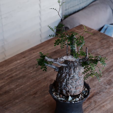 発根済 オペルクルカリア パキプス［No.52］  ×  松野然 作「ZEN」4号 植木鉢
