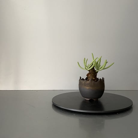 発根済  チレコドン ペアルソニー PE-01 × S.N.Pot "丸"- crown - 2号鉢 ［作家  "根本峻吾"］