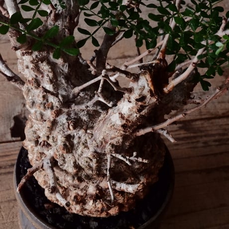オペルクリカリア パキプス φ10cm［No.25］  × 杉山悠 作 φ12cm 植木鉢 笠間焼