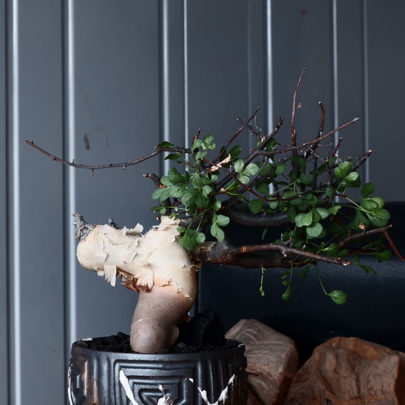 コミフォラ カタフ ピュア ソマリア産［No.13］ × 根本峻吾 作品【 S.N