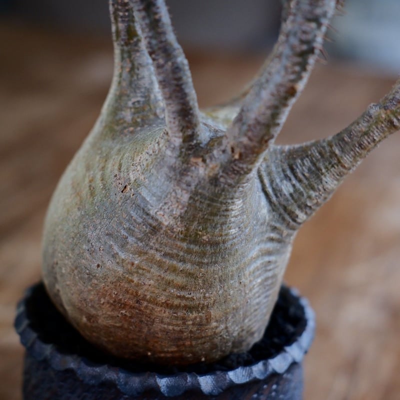 発根済 中ぶり 良型 グラキリス - 象牙宮 - size M ［No.22］ × 與那