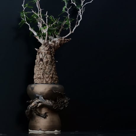 オペルクリカリア パキプス［No.19］  ×   HINUMA RYU 作 「龍ノ長鉢」植木鉢 4号 やちむん 壺屋焼