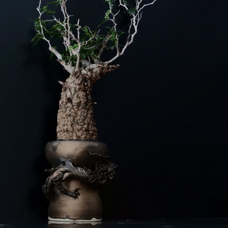 オペルクリカリア パキプス［No.19］ × HINUMA RYU 作 「龍ノ長鉢」植木