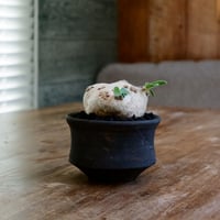三角 美形 ブレビカウレ  - 恵比寿笑い - size S［No.32］  ×  沼野秀章 作 「black wrap」 3.5号 植木鉢