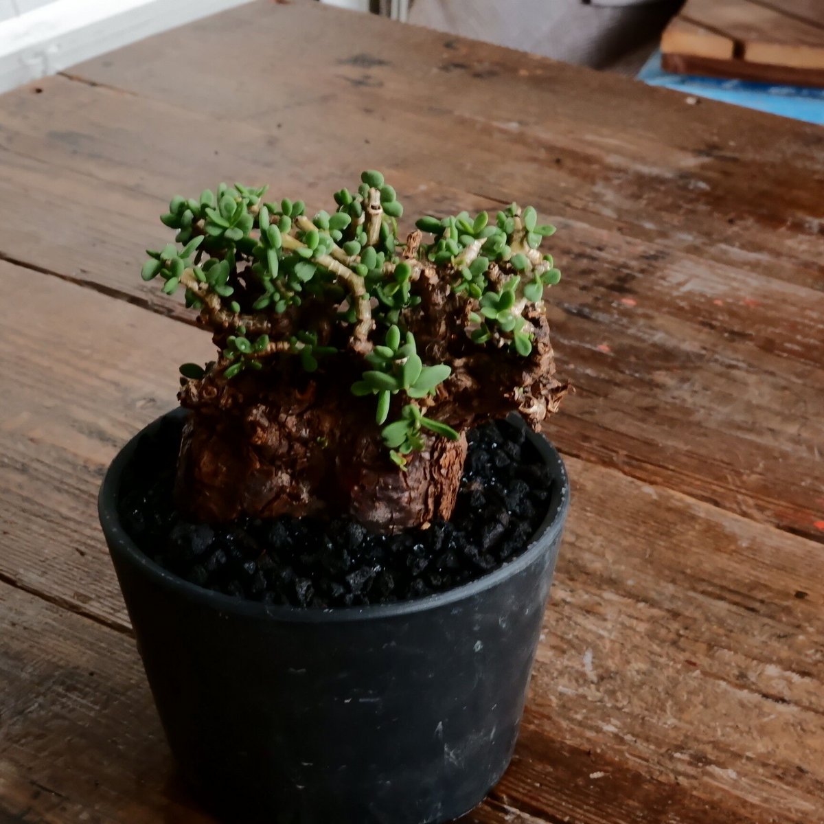 ケラリア ピグマエア 発根済［No.19］ × 4.5号 植木鉢