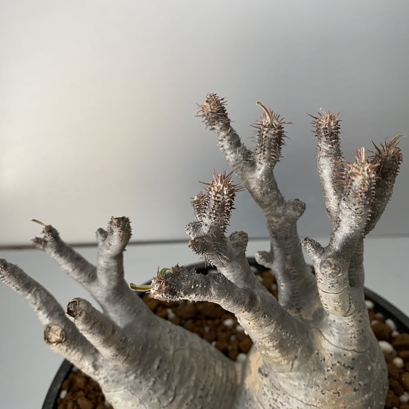 多頭 マルチヘッド グラキリス 現地株 2021年2月輸入 発根管理中 BG