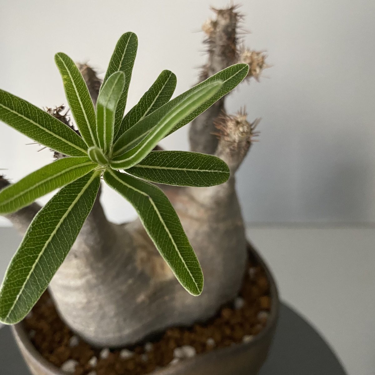 発根済 小ぶり 分頭 グラキリス BG-189 × S.N.Pot 発根済 小ぶり 分頭 グラキリス BG-189 × S.N.Pot