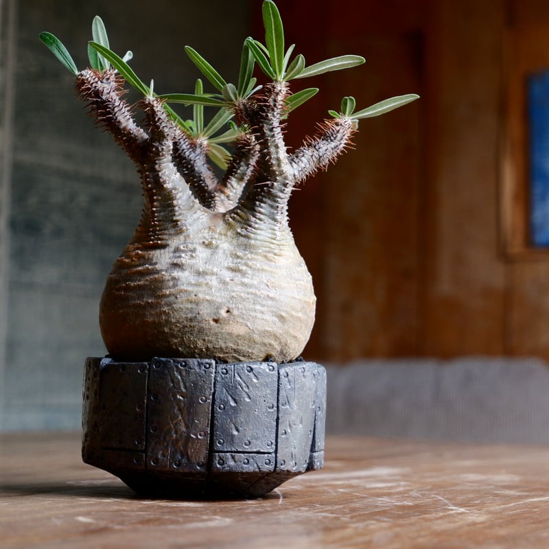 パキポディウム　グラキリス現地球　美形❗ 美形】パキポディウム・グラキリス | GAGAPLNT