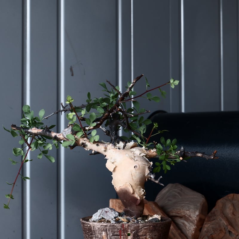 コミフォラ カタフ ピュア 輸入株 発根済［No.12 ］ × 沼野秀章 作品