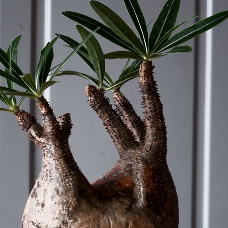 グラキリス φ10cm - 象牙宮-［No.46］× 坂本新 作 作品【 LUSTER GREY 】3号 植木鉢 笠間焼