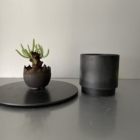 発根済  チレコドン ペアルソニー PE-01 × S.N.Pot "丸"- crown - 2号鉢 ［作家  "根本峻吾"］