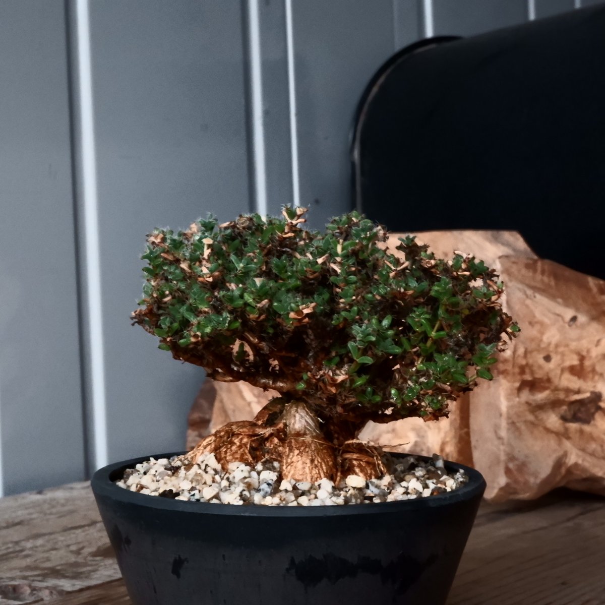 トリコディアデマ ブルボスム 姫紅小松［No.01］長谷川ナーセリー 4号