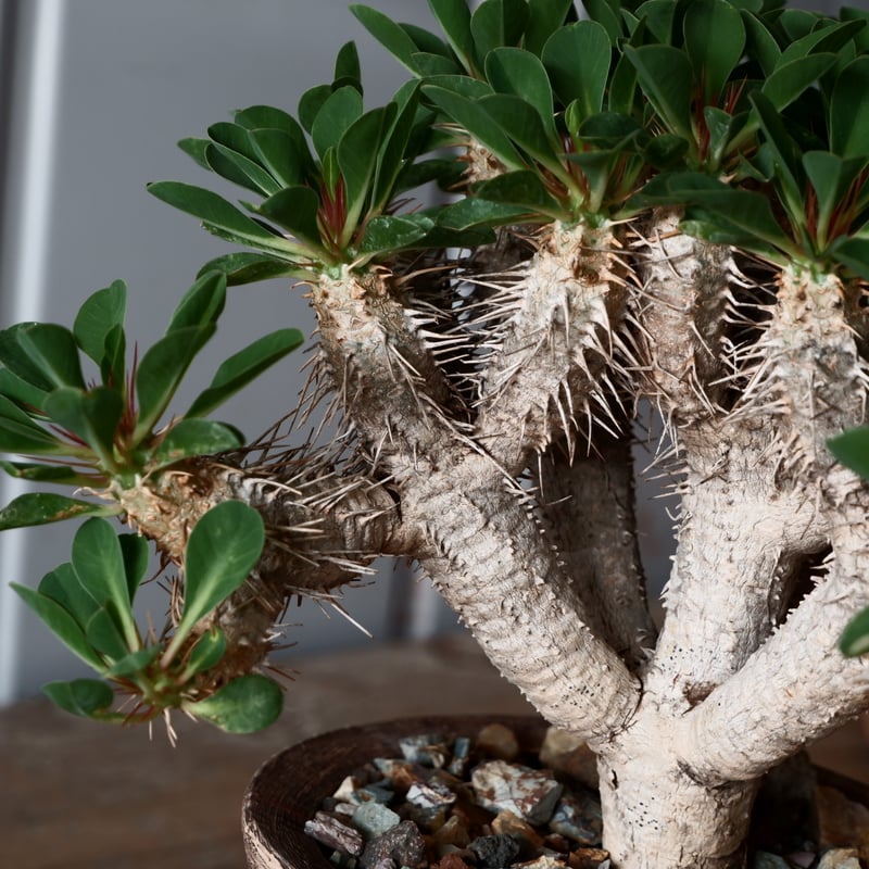 セール中❗️ 御神木に❗️ 長ホリダ 高さ40cm以上 ユーフォルビア