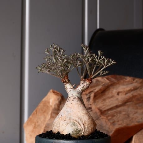 キフォステンマ ベティフォルメ ナローリーフ ソマリア産 輸入株［No.26］  × 森田昌求 作【 CLAW 】 2.5号 植木鉢 笠間焼