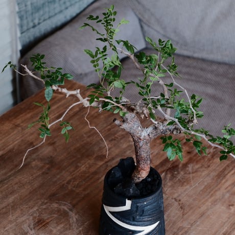 コミフォラ モンストローサ［No.35］  ×  根本峻吾 作 S.N POT type.tall「雷電」3号 植木鉢 笠間焼