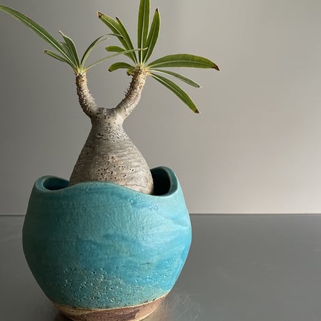 ミニ鬼 Gracilius  ×  Shell pot S「Turquoise blue」 - 笠間焼 - C98