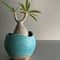 ミニ鬼 Gracilius  ×  Shell pot S「Turquoise blue」 - 笠間焼 - C98