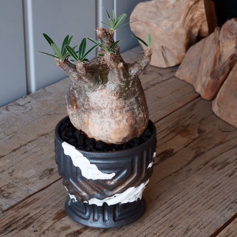 グラキリス φ9.5cm - 象牙宮-［No.32］× 根本峻吾 作 S.N POT type