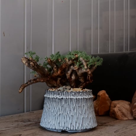 【大株 / w28cm】サルコカウロン ムルチフィズム［No.05］  ×   根本峻吾 作 S.N POT type.cylinder「 月光ノ爪牙」 5号 植木鉢