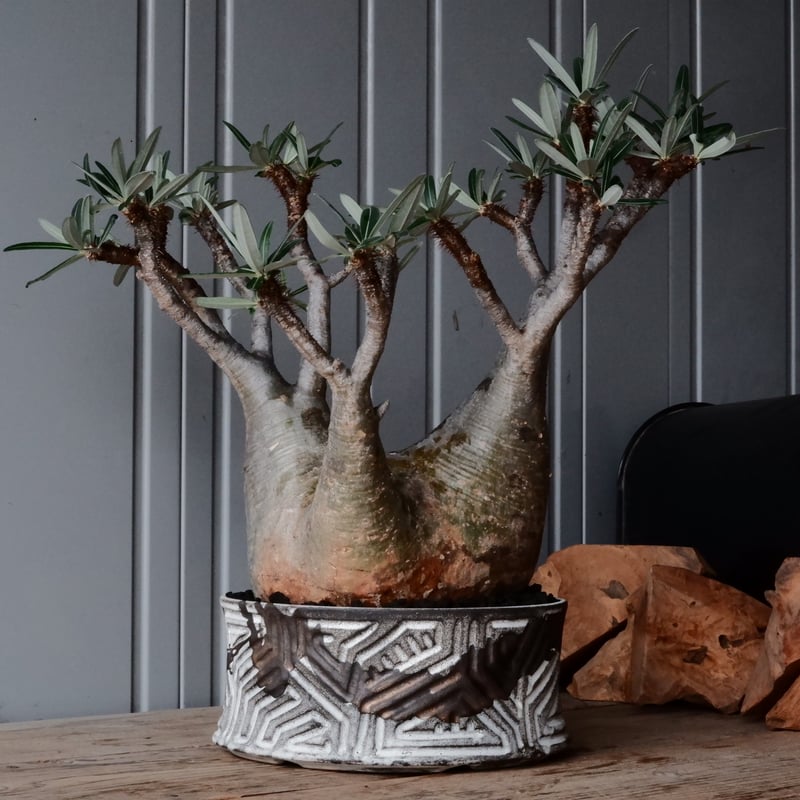 グラキリス　現地球　根本峻吾⁡鉢付き　美株　発根済み　長期管理株　大株 グラキリス 現地球 根本峻吾⁡鉢付き 美株 発根済み 長期管理