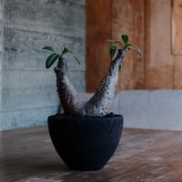 マカイエンセ S - 魔界玉 -［No.176］  ×   沼野秀章 作「 black wrap 」4号 植木鉢 笠間焼