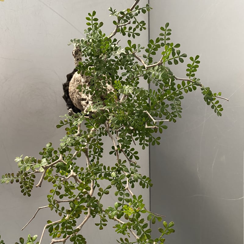 凄く種子取れます❗️実生　寄せ植え　13株　鉢のまま発送　銀冠玉 maxresdefault.jpg