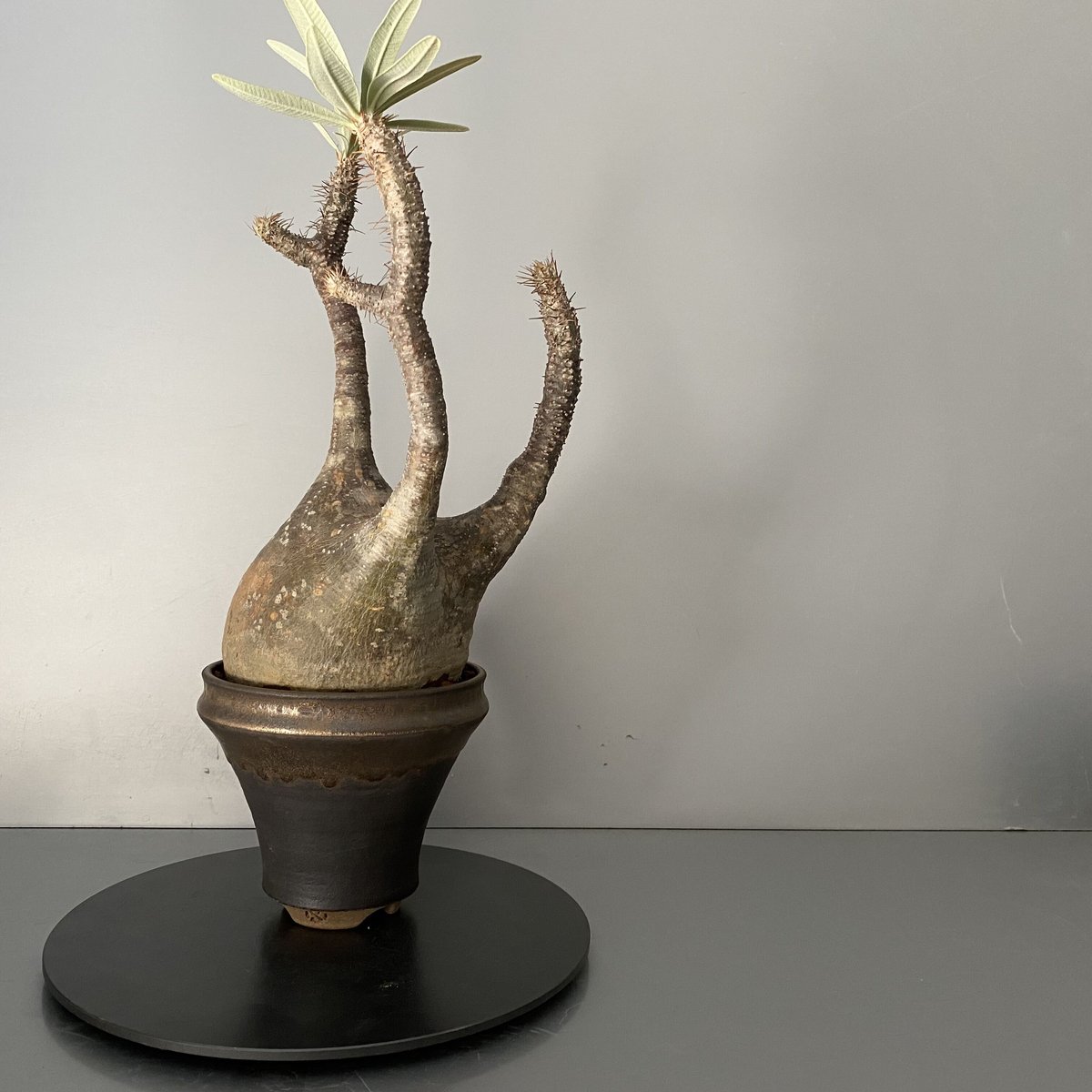 発根済 中ぶりグラキリス 現地株 BG-120 × S.N.Pot - horizon - 4