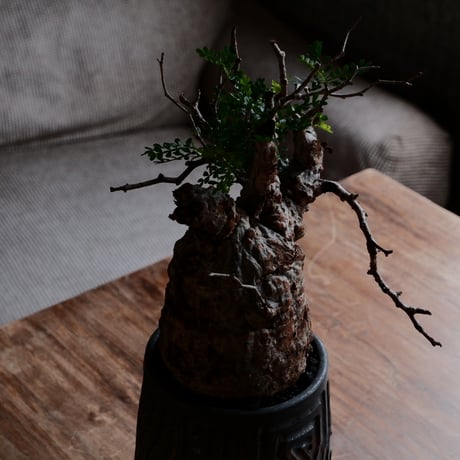 オペルクリカリア パキプス φ10cm［No.22］  ×  根本峻吾 作 S.N POT type.tall「 鐡 - kurogane - 」4号 植木鉢 笠間焼