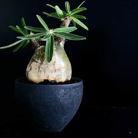 発根済 グラキリス 30  ×  " Black Wrap " 3.5号［ 作家 : 沼野秀章 ］笠間焼 植木鉢