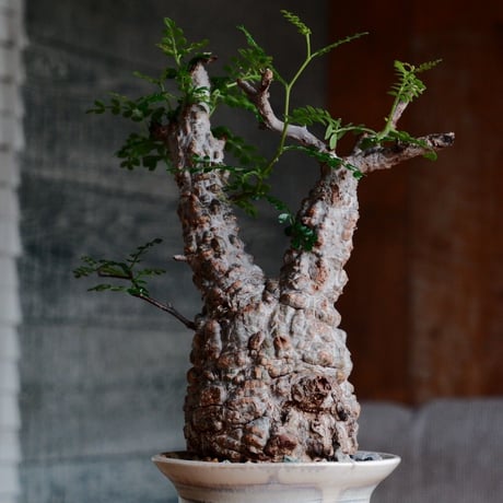 オペルクリカリア パキプス φ8cm［No.28］  ×  杉山悠 作 3.5号 植木鉢 笠間焼