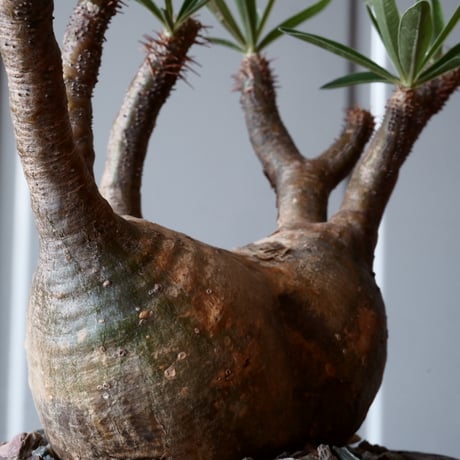 グラキリス φ11cm - 象牙宮 -［No.39］  ×   沼野秀章 作「 刻ム音 」3.5号 植木鉢 笠間焼