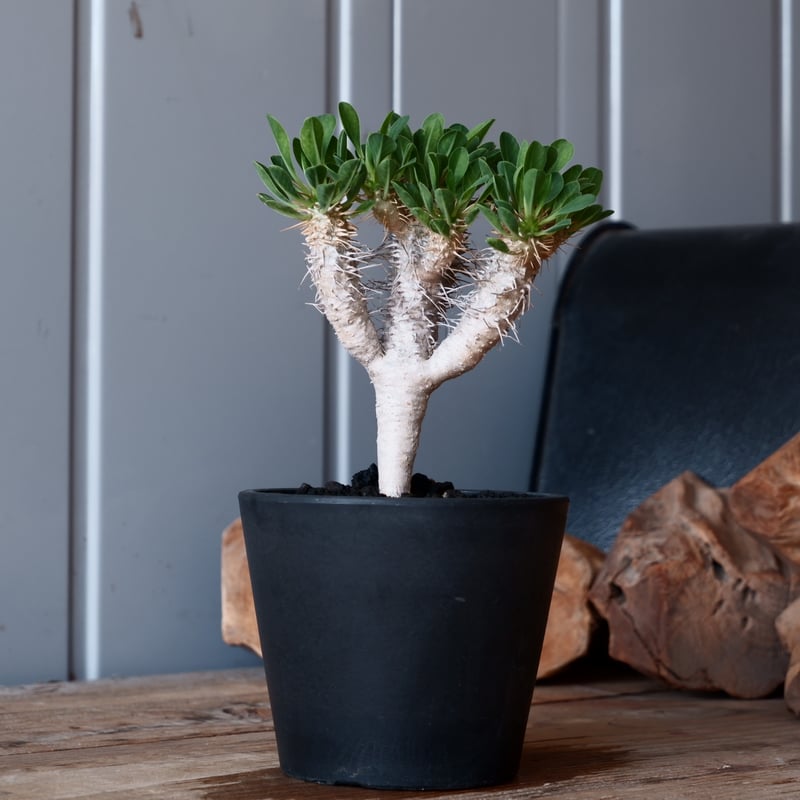 ユーフォルビア ギラウミニアナ 輸入株［No.50］ 4号鉢