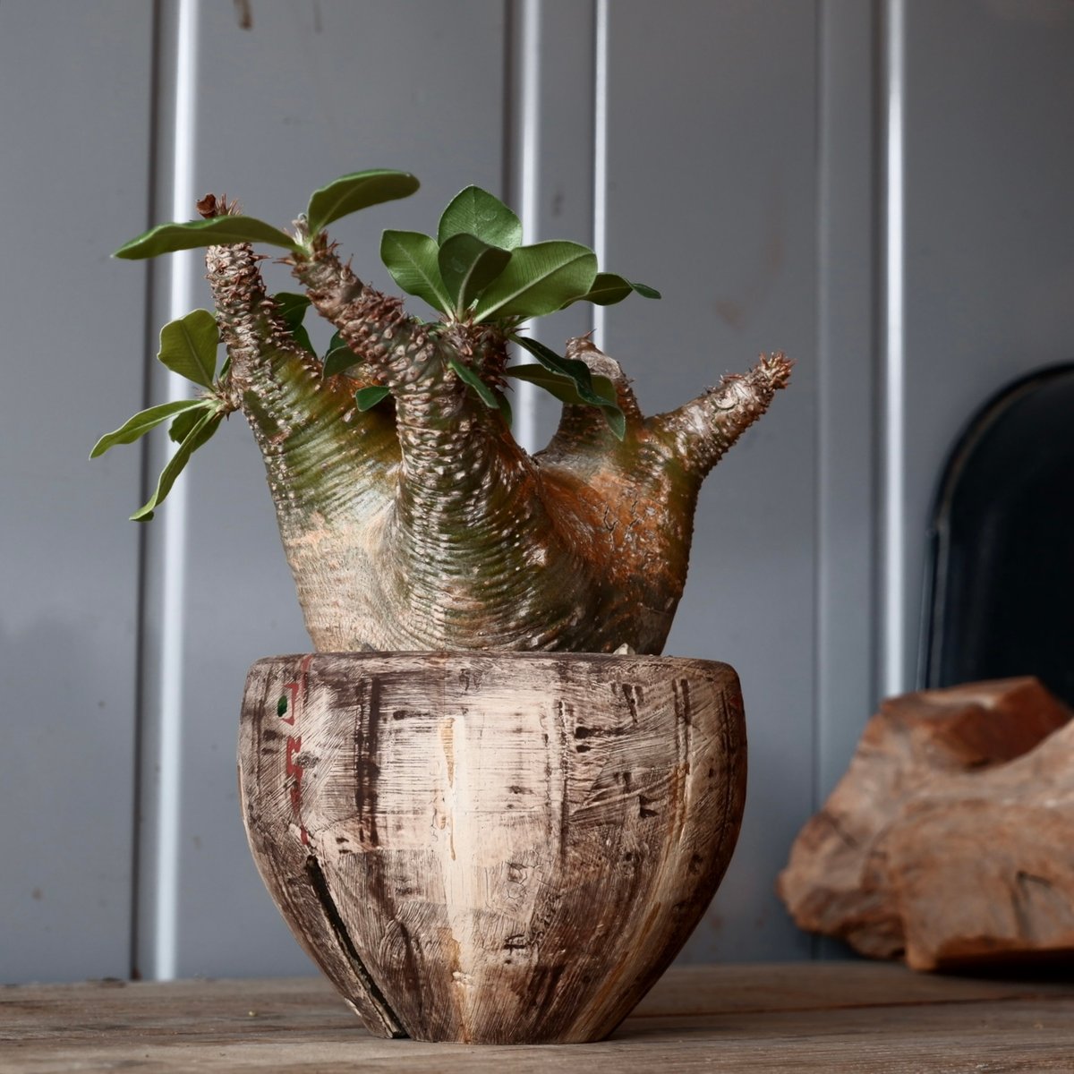 中株 マカイエンセ φ10cm - 魔界玉 - 輸入株［No.19］ × 沼野秀章 作品