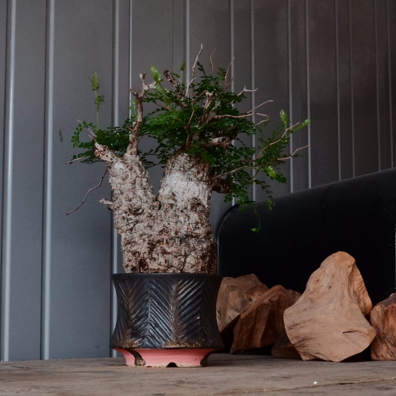 オペルクリカリア パキプス φ 12cm［No.26］ × 杉山悠 作 φ12cm 植木鉢