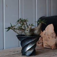 多頭 グラキリス φ15cm  - 象牙宮 -［No.62］  × 沖誠 作「Spilal - 燻銀彩 - / upper spread」 4号 植木鉢 笠間焼