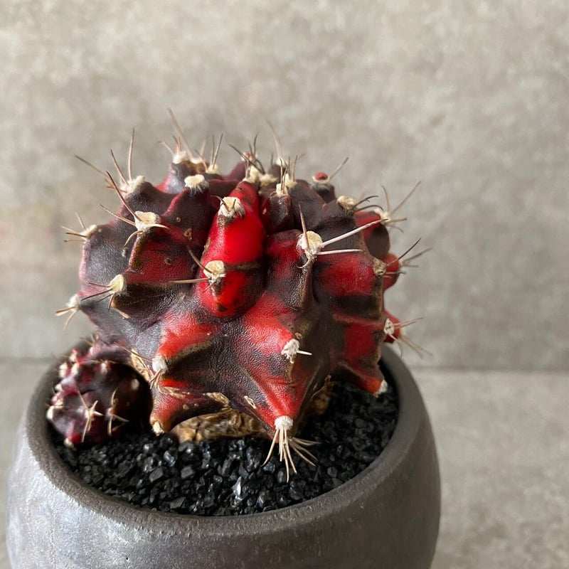 アフガニスタン 木製レードル部族物 File:青森県つがる市木造亀ヶ岡出土 遮光器土偶-2.JPG - Wikipedia