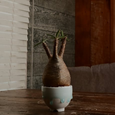 グラキリス - 象牙宮 -［No.132］  ×  小林 哲也 作 「雫」- bowl type - 2.5号 植木鉢
