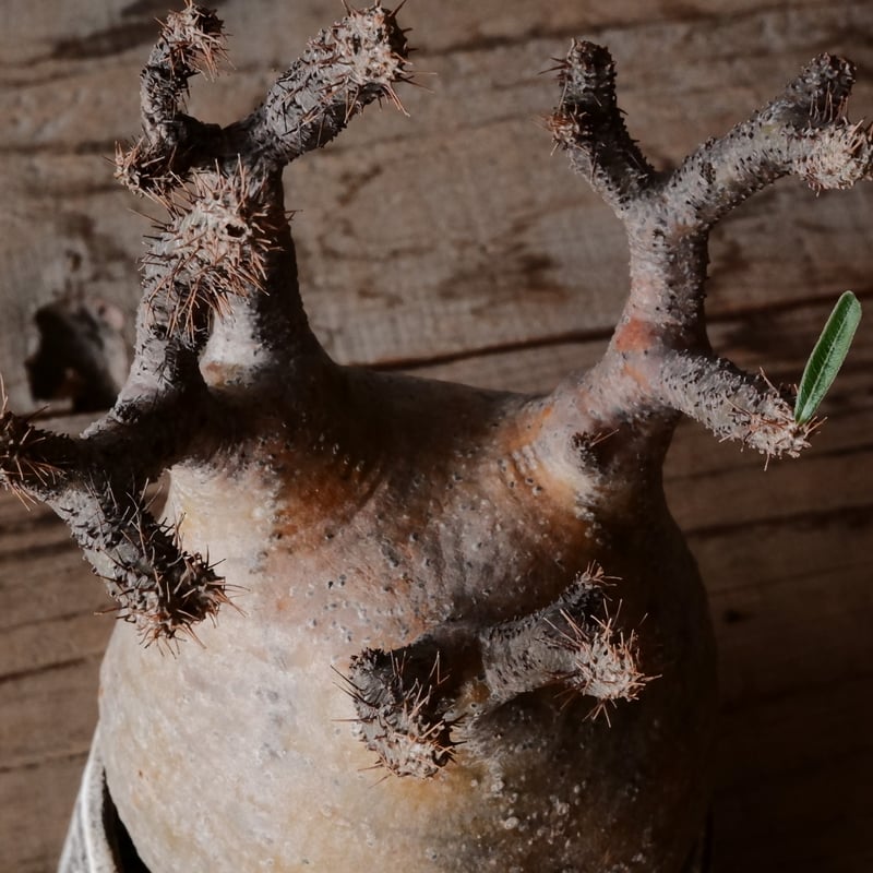 グラキリス現地球　根本峻吾鉢付き パキポディウム グラキリス 現地球 発根済み 根本峻吾【S.N.Pot】 笠間