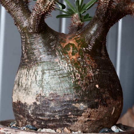 グラキリス φ10cm - 象牙宮 -［No.43］  ×   沼野秀章 作「 刻ム音 」3.5号 植木鉢 笠間焼