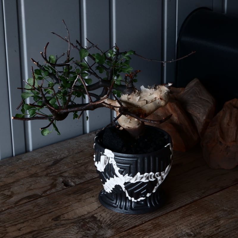 コミフォラ カタフ ピュア ソマリア産［No.13］ × 根本峻吾 作品【 S.N