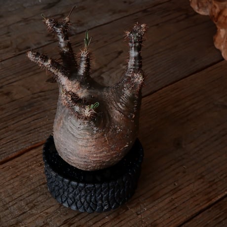 グラキリス φ10cm  - 象牙宮 -［No.218］  × 沖誠 作「 Bark / shallow cylinder」 3号 植木鉢 笠間焼