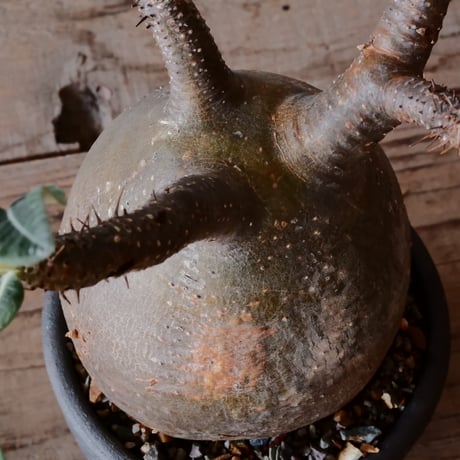 グラキリス φ10cm - 象牙宮 -［No.56］  ×    與那嶺大輔 作 「琉球飛鉋」3.5号 植木鉢