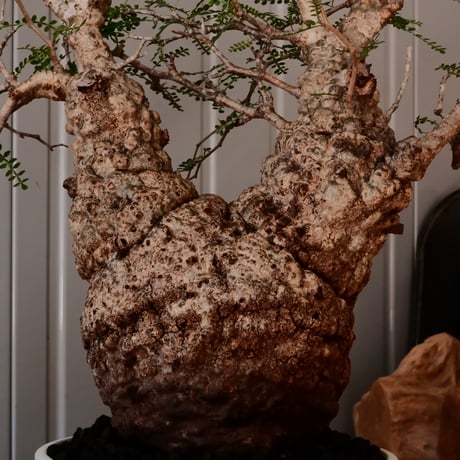 大株 オペルクリカリア パキプス φ 14cm［No.45］  ×   根本峻吾 作 S.N POT  type.slim-low「 月光ノ鐵 」 6号 植木鉢