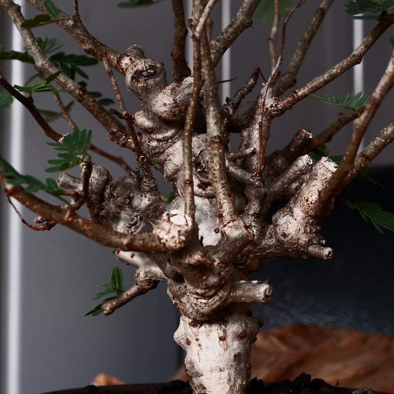 センナ メリディオナリス 輸入株［No.37］ × 松野 然 作 「ZEN」4.5号