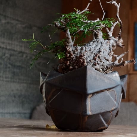 オペルクリカリア パキプス φ11cm［No.26］  ×  根本峻吾 作 S.N POT special「 黒騎士 - kurokishi - 」5号 植木鉢 笠間焼