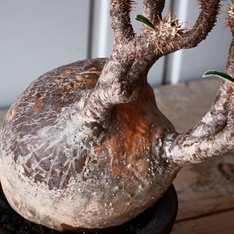 グラキリス φ10cm - 象牙宮 - ［No.51］  ×   沼野秀章 作「 black wrap 」3号 植木鉢 笠間焼