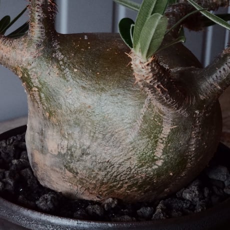 グラキリス φ10cm - 象牙宮 -［No.96］  × 磯部祐介 作「 円 - en - "闇落ち 飛び鉋 ver."」4号 植木鉢 笠間焼