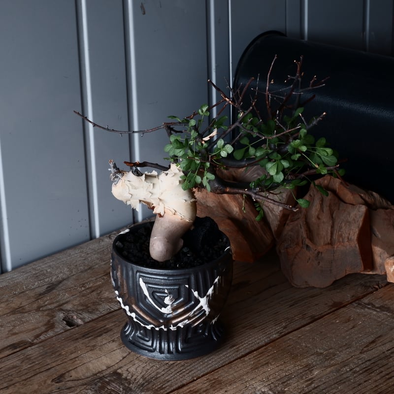 コミフォラ カタフ ピュア ソマリア産［No.13］ × 根本峻吾 作品【 S.N