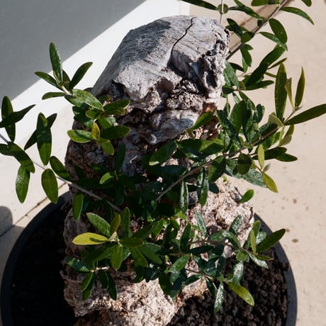 Old Olive 古木オリーブ［No.06］× 10号皿鉢 (φ30cm)