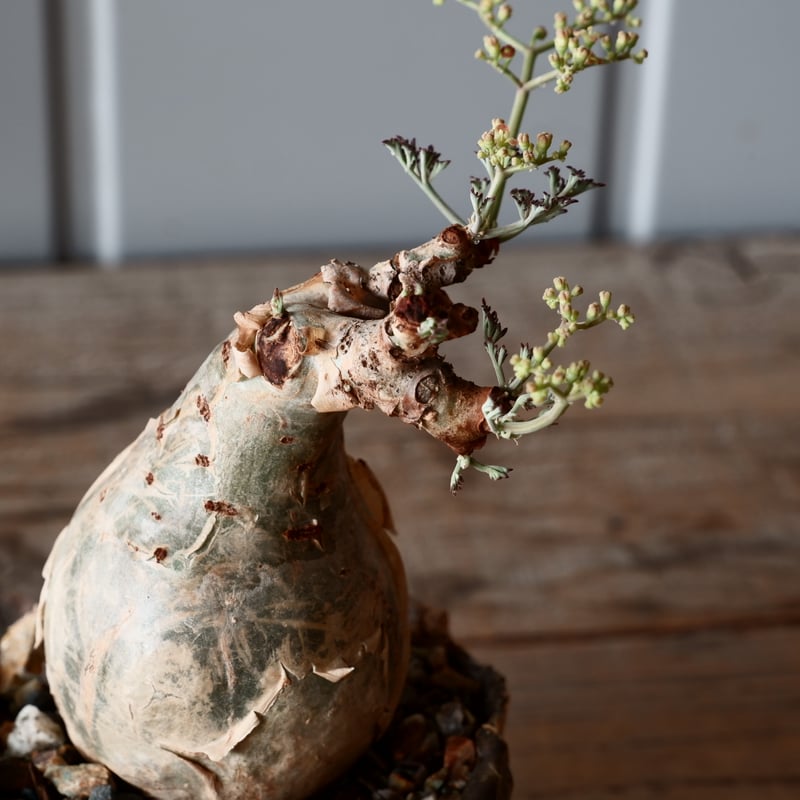 l*n様 開花中 キフォステンマ ベティフォルメ ソマリア ナローリーフ 発根済 丸株 キフォステンマ ベティフォルメ ナローリーフ ソマリア産